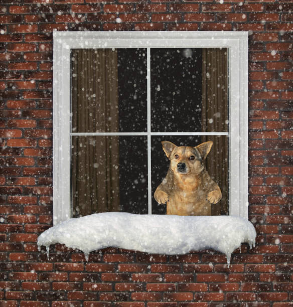 istock Dog looks through the window 1173910326