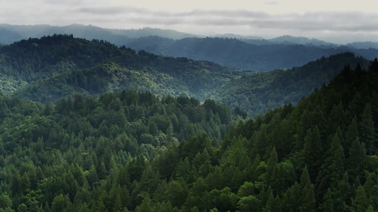 Forest North of Santa Cruz, California - Drone Shot