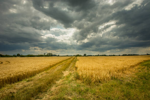 istock Rural road through grain and gray sky 1173912495