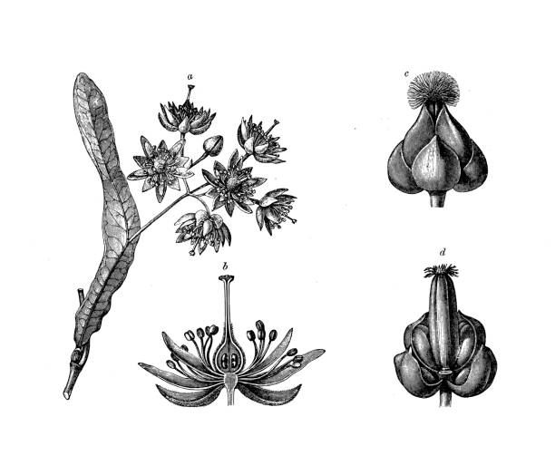 antyczne botanika ilustracja: tilia argentea, tilia tomentosa, lipa srebra, triglochin barellieri - linden stock illustrations