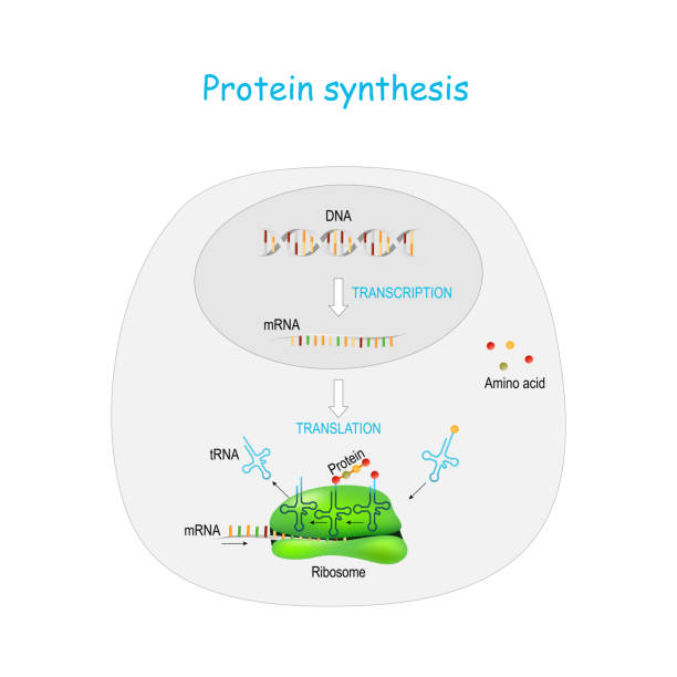 Protein synthesis in ribosome Protein synthesis in ribosome. transcription and translation. synthesis of mRNA from DNA in the nucleus. The mRNA decoding ribosomes. steps diagram with cycle explanation medical transcription stock illustrations