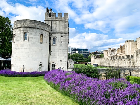 Historical Tower of London surrounded by lavender flowers in spring season in a sunny day