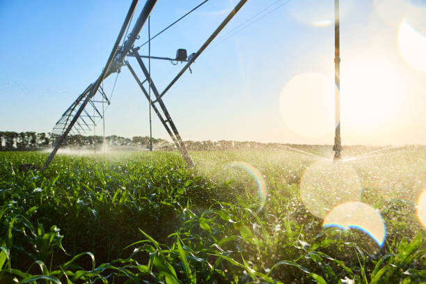 istock FIELD WITH GROWS OF CORN WITH AN ARTIFICIAL IRRIGATION SYSTEM 1173916147