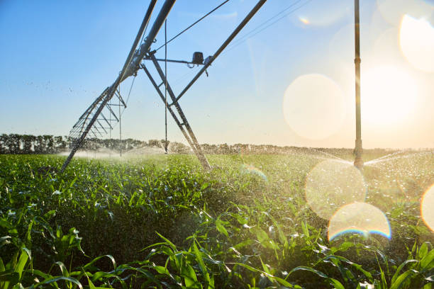 istock FIELD WITH GROWS OF CORN WITH AN ARTIFICIAL IRRIGATION SYSTEM 1173916842