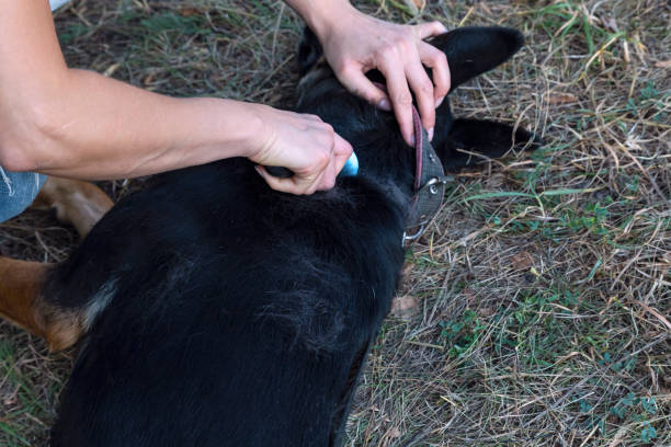 istock combing dog hair 1173917015