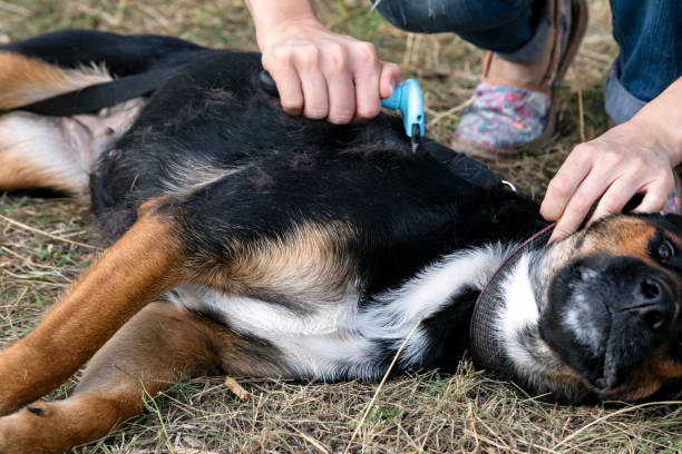 istock combing dog hair 1173917033