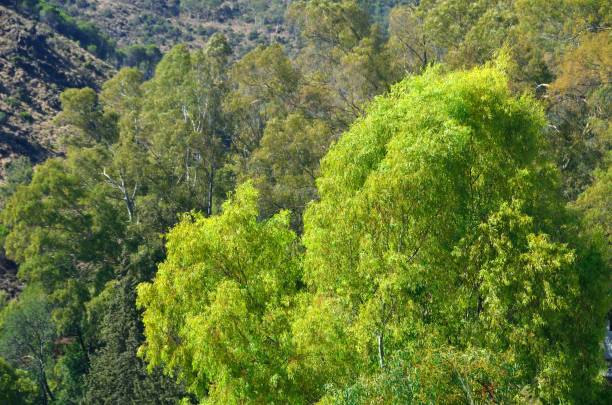 istock Snows Mountains, Eucalyptus in Tolox 1173917180