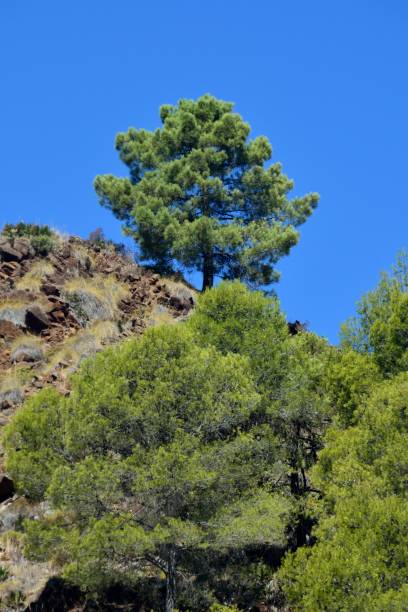 istock Pinar in Tolox, Sierra de las Nieves 1173917633