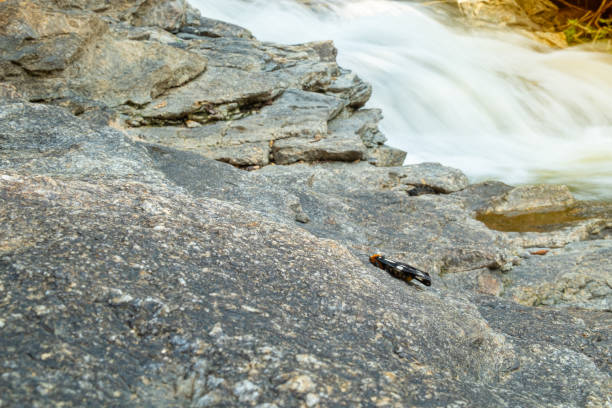 istock Tiger moth stick on the rock nearby waterfall 1173917897