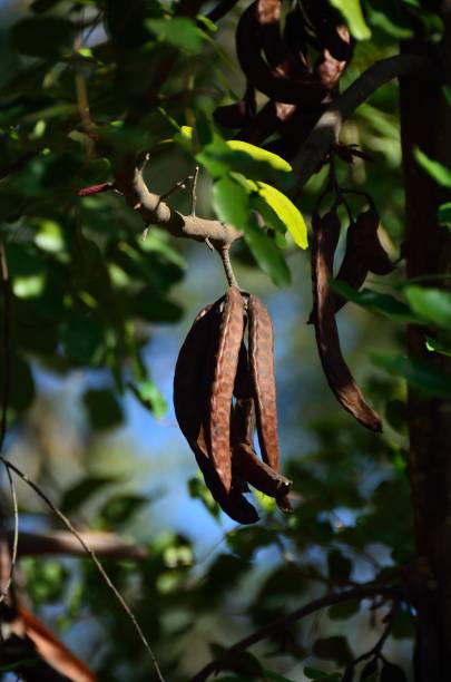 karob in tolox, sierra de las nieves - carob bean stock-fotos und bilder