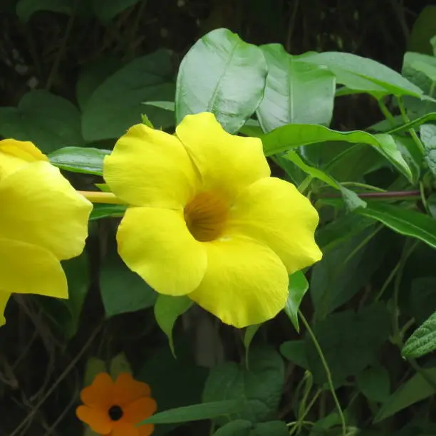 Beautiful yellow flowers in bloom