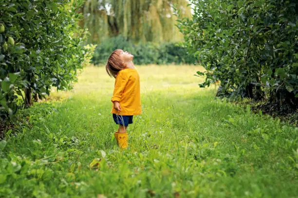 Photo of Cute little toddler boy in yellow top and rubber boots standing on green grass between rows of apple trees in orchard looking up at sky waiting for rain. Summer lifestyle. Carefree childhood