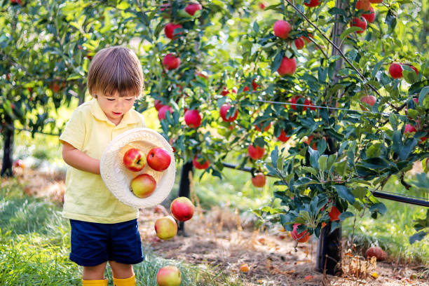 小さな面白い幼児の男の子は、麦わら果樹園の緑の草の上にそれらをドロップわら帽子で赤いリンゴを保持しています。果物を収穫する。秋のライフスタイル。 - orchard child crop little boys ストックフォトと画像