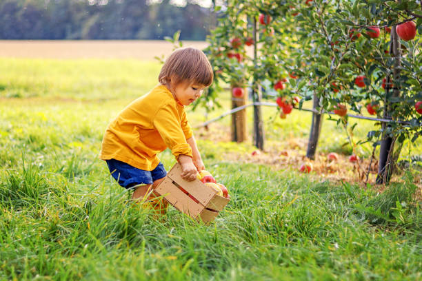 mały maluch trzyma drewniane pudełko z czerwonymi jabłkami w ogrodzie jabłkowym. zbieranie owoców. jesienny sezon życia. - orchard child crop little boys zdjęcia i obrazy z banku zdjęć