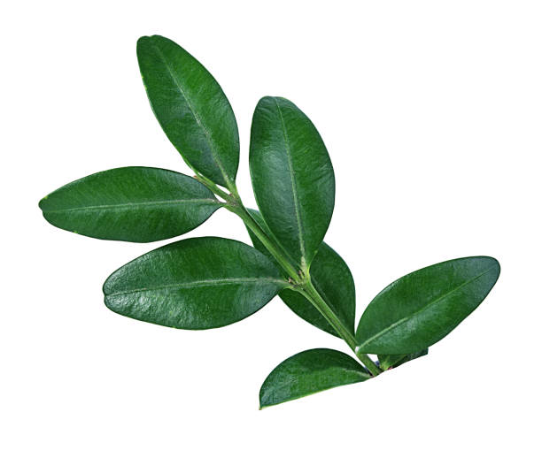 istock Fresh Bilberries blueberries leaf, isolated on white 1173919677