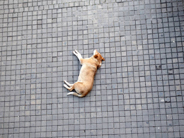 istock stray stray dog ​​sleeping on the pavement on the road 1173921273