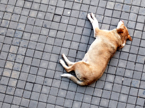istock stray stray dog ​​sleeping on the pavement on the road 1173921379