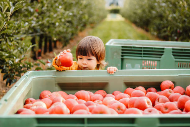 rapaz pequeno bonito que pegara maçãs vermelhas no jardim que recolhe os na caixa grande. colheita de frutas.  estilo de vida da estação do outono. vitaminas frescas orgânicas homegrown. - orchard child crop little boys - fotografias e filmes do acervo