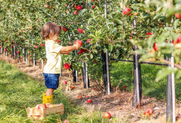 リンゴの庭で赤いリンゴを拾う小さな幼児の少年。果物を収穫する。秋のライフスタイル。 - orchard child crop little boys ストックフォトと画像