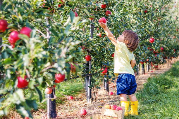 Little toddler boy picking up red apples in apple garden. Harvesting fruit. Autumn season lifestyle. stock photo