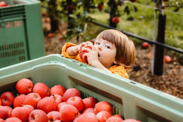 リンゴを食べるかわいい男の子は、庭で拾った赤いリンゴでいっぱいの箱からそれを取りました。果物の収穫。 秋のライフスタイル。自家製オーガニックフレッシュビタミン。 - orchard child crop little boys ストックフォトと画像