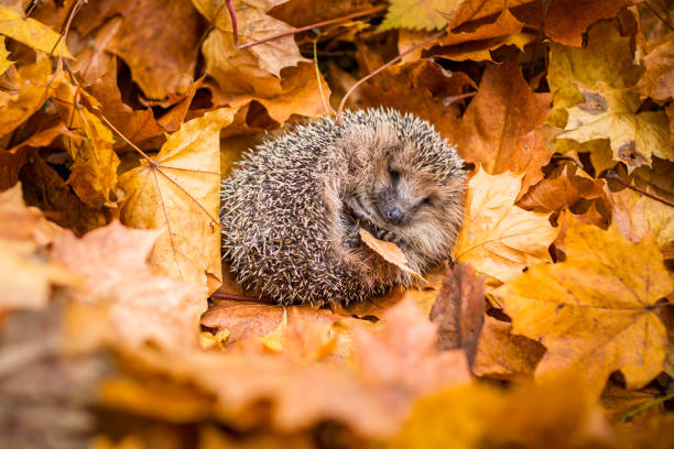 istock European hedgehog (Erinaceus europaeus) 1173923374
