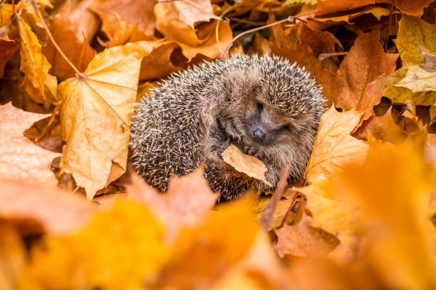 closeup of European hedgehog rolled up in ball lying on grass