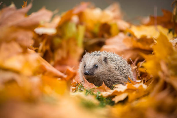 istock European hedgehog (Erinaceus europaeus) 1173923566