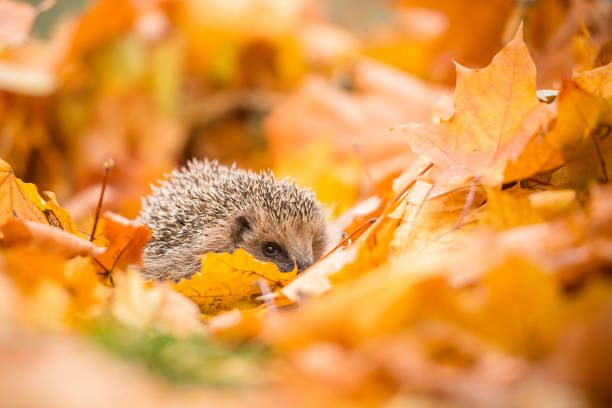 istock Hedgehog in autumn leaves 1173923567