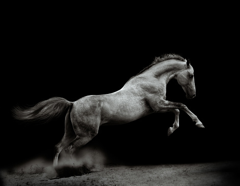 Powerful silver-gray stallion on black