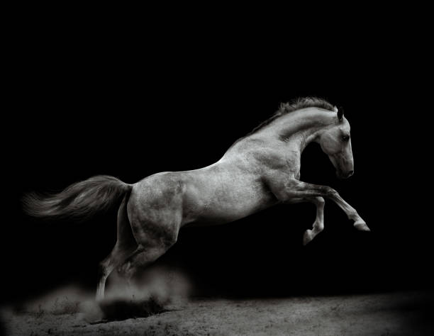 powerful silver-gray stallion - photography running horizontal horse imagens e fotografias de stock