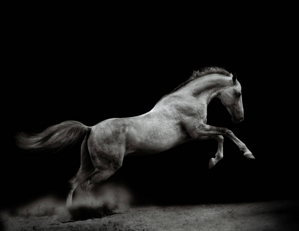 мощный серебристо-серый жеребец - photography running horizontal horse стоковые фото и изображения