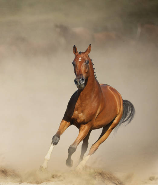 istock Beautiful bay sportive horse running 1173924108