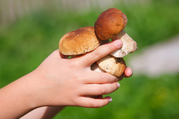 istock forest boletus  in the child hand 1173924335