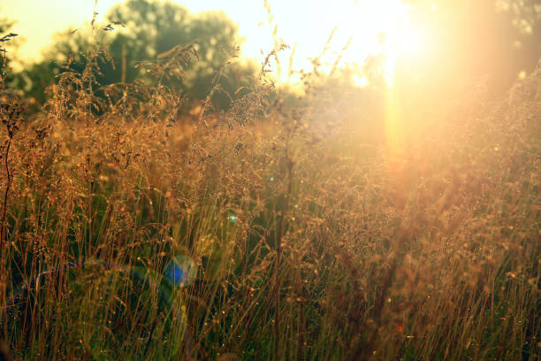 istock Sunny rays illuminate grass in meadow. Field with dew at dawn 1173926088