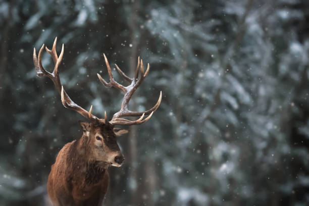 istock Noble deer male in a winter snow forest. Copy space. 1173926211