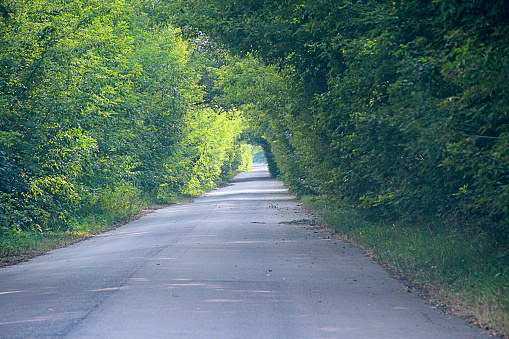 Asphalted road and green roadsides with bushes. Natural arch from green trees besides road. Road with dense vegetation on sides. Natural summer landscape with asphalt road and green roadsides