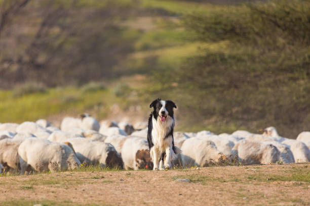 Border collie Border collie with herd of sheep border collie stock pictures, royalty-free photos & images