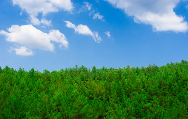 istock Green forest and blue sky. Spring season. Environmental concept 1173930019