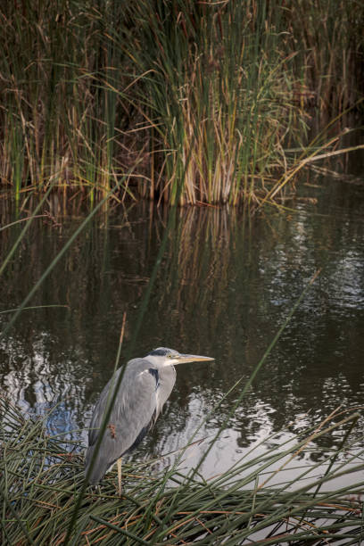 Heron at a lake in a park in Valby a suburb in Copenhagen