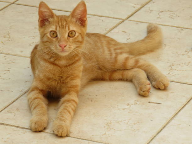istock cats relaxing on the ground 1173930861
