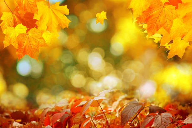 istock Autumn maple leaves on a blurred background with bokeh, close-up, leaves texture, beautiful nature, red autumn background 1173932011