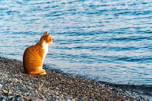 Yellow striped stray cat standing in shor and looking to the sea. Sunset time and large copy space.