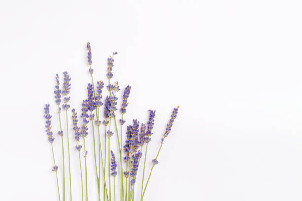 bouquet di fiori di lavanda viola lilla viola disposti su sfondo tavolo bianco. vista dall'alto, mock up flat lay, spazio di copia. concetto di sfondo minimo. composizione floreale floreale a fiore secco isolata su bianco. - lavender lavender coloured bouquet flower foto e immagini stock