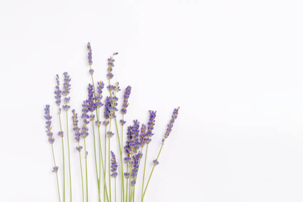 букет фиолетовых сиреневых фиолетовых цветов лаванды, расположенных на белом столе. вид сверху, плоский макет, копирование пространства. м� - lavender lavender coloured flower homeopathic medicine стоковые фото и изображения