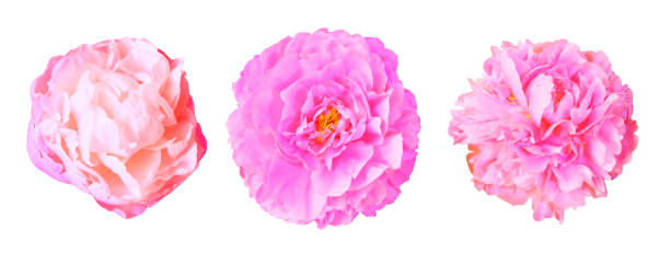 istock Set of pink peonies 1173932798