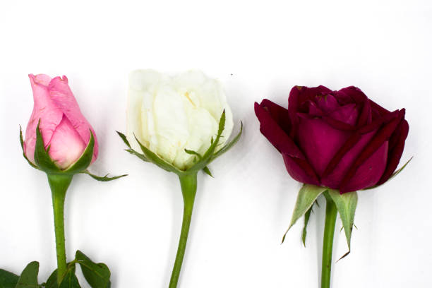 istock Group of rose pink, white , and red isolated on white background 1173932815