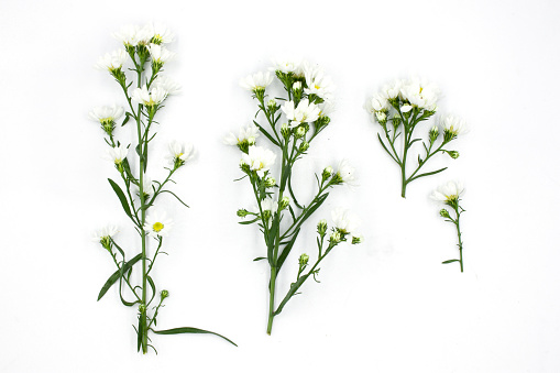 white aster flowers isolated on white background High resolution image gallery.