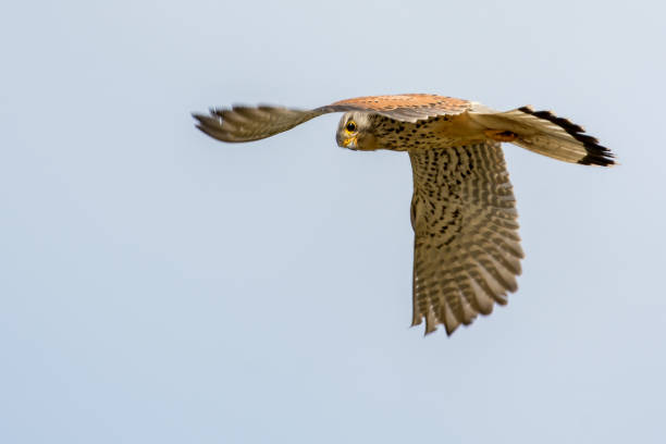istock Horseling Kestrel in Sweden 1173936172