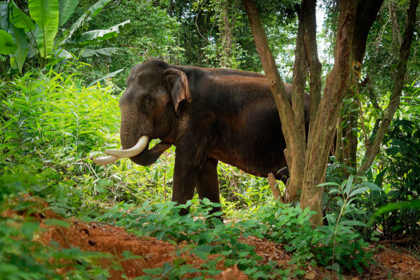 Asian Elephant - Elephas maximus in the thai jungle, also called Asiatic elephant, only living species of the Elephas, distributed from India, to Nepal, to Sumatra and to Borneo in the east stock photo